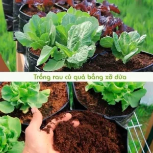 viên nén xơ dừa, đất trồng cây, trồng hoa, trồng rau
